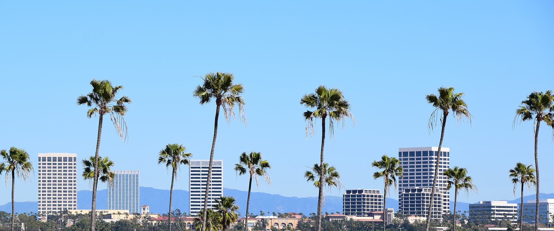palm trees on blue sky background in Orange County CA