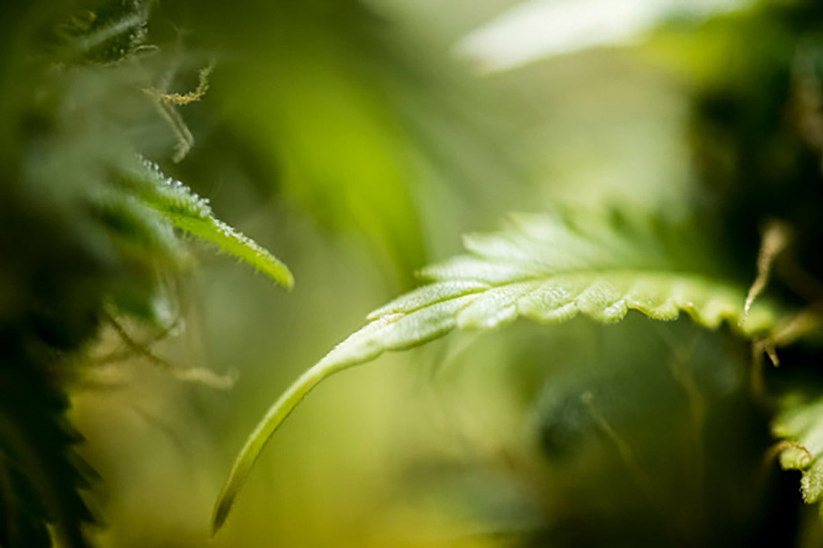 troutman-pepper-cannabis-communications-newsletter-april-16-2024
