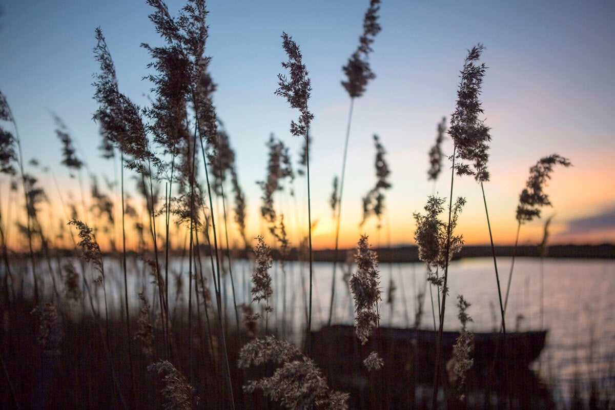 silhouette of reed grass with lake and sunset in background
