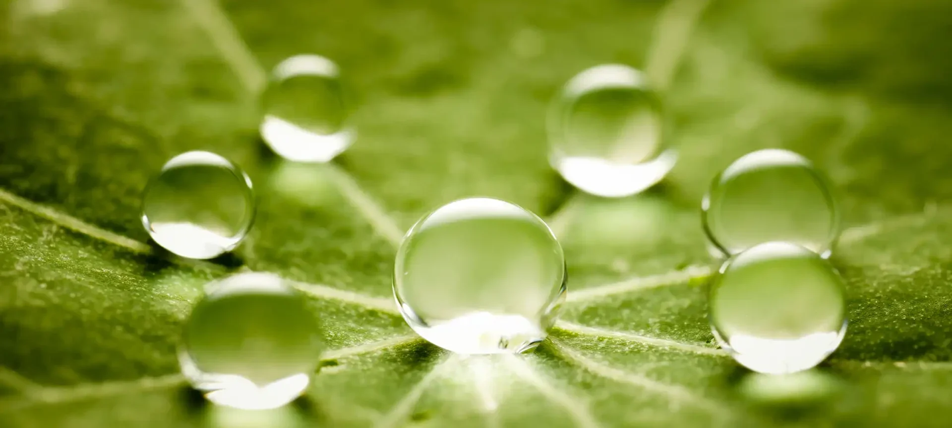 Water droplets on a leaf