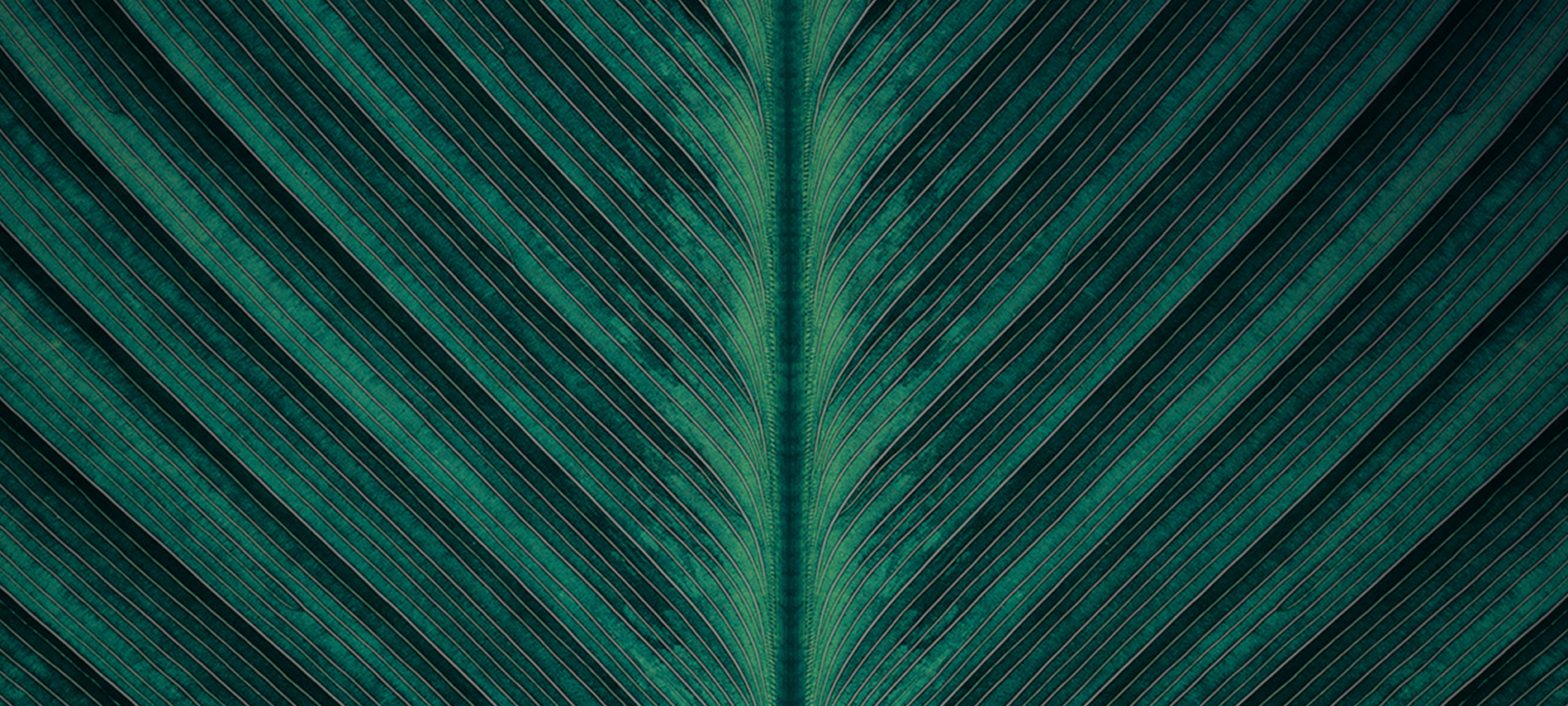 a close-up view of a green leaf with prominent veins. The leaf's texture is detailed, displaying a symmetrical pattern with lines radiating from the center, creating a visually striking design. The deep green color of the leaf is vibrant, highlighting the natural beauty and intricate structure of the foliage.