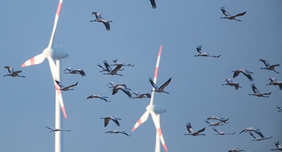 birds flying in a blue sky with two wind turbines in background